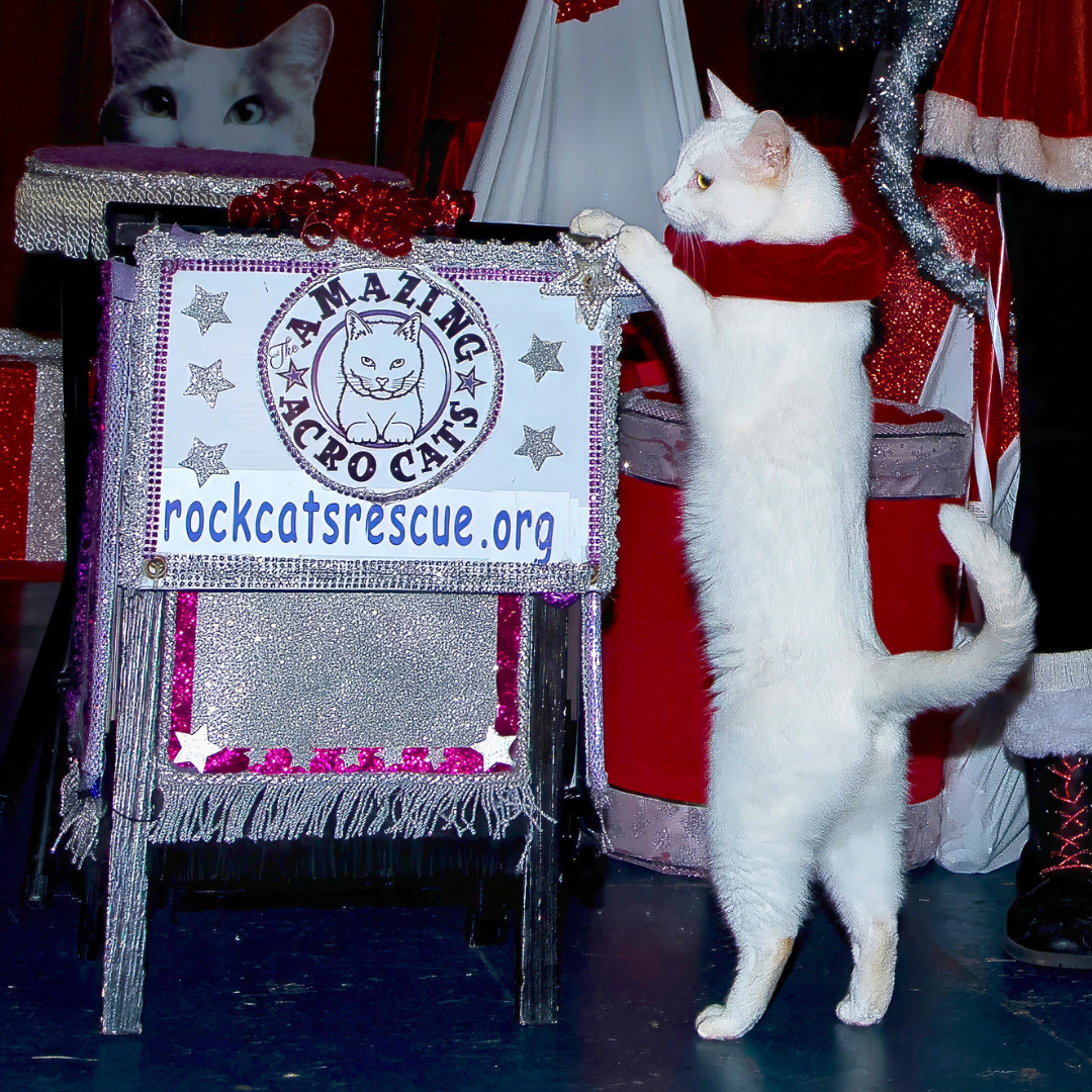 About — Rock Cats Rescue Inc
